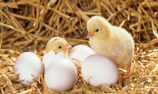 怎么区分母鸡下蛋和不下蛋（怎么区分母鸡有没有下过蛋）