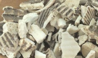 瓦楞子的功效与作用 瓦楞子的功效与作用图片