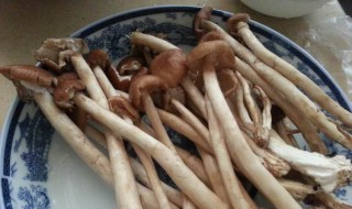茶树菇五花肉怎么做好吃 茶树菇五花肉怎么做好吃视频