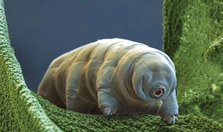哪种生物的生命力更强（哪种生物的生命力更强大）