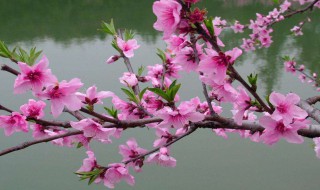 桃花开了发朋友圈说说 朋友圈晒花的唯美句子