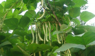 请问四季豆只开花不结果是什么原因（四季豆只开花不结果怎么回事）