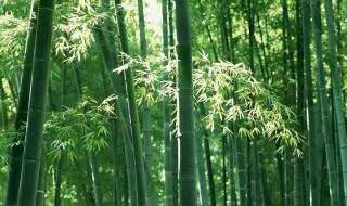 竹子一年可以长多少节 竹子一年可以长多少节叶