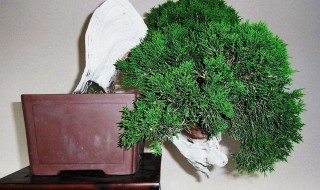 真柏叶子发黄怎么办 真柏叶子发黄怎么办视频
