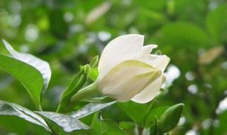 栀子花什么时候种 栀子花什么时候种植