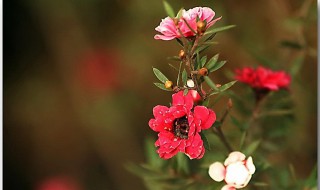 松红梅什么时候开花（松红梅什么时候开花好养吗）