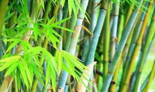 节节高竹子如何养（节节高竹子怎么养叶子不黄）
