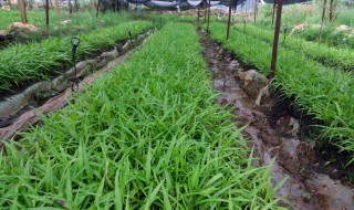 白芨技术种植 白芨技术种植视频