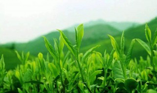 武夷茶是哪里的茶 武夷茶是哪里产的