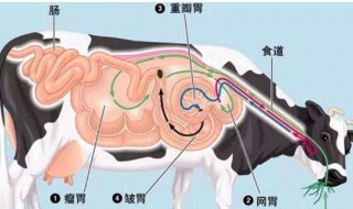 牛有几个胃 牛有几个胃 分别是