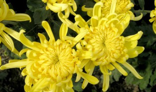 祭祀鲜花有什么讲究（祭祀鲜花一般多少支）