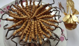 新鲜冬虫草怎么吃最好（新鲜冬虫草怎么做）