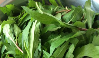 荠菜功效与作用 荠菜功效与作用 食用方法