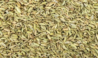 茴香的功效与作用 茴香的功效与作用禁忌