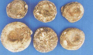 天南星的功效与作用 天南星的功效与作用图片
