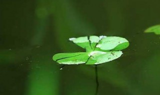 浮萍的功效与作用 浮萍的功效与作用洗头
