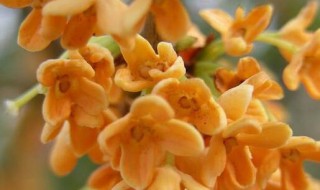 丹桂飘香是什么季节 丹桂飘香是什么季节描写什么季节