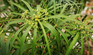 风车草可以放家里养吗（风车草可以放屋里吗）