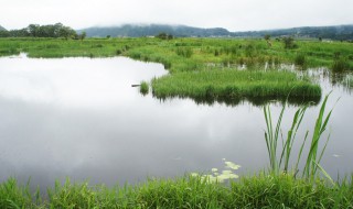 世界上最大的湿地是哪个（世界上最大的湿地是哪个城市）