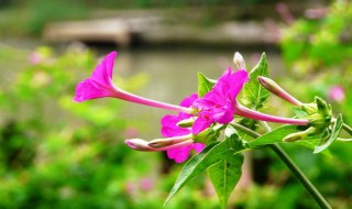 紫茉莉几到几月开花 紫茉莉什么时候开花(在一天之内