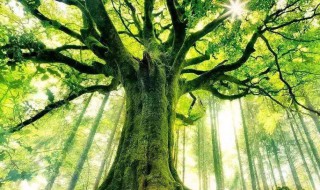有关芒种的手抄报内容 芒种主题手抄报内容,芒种手抄报的字