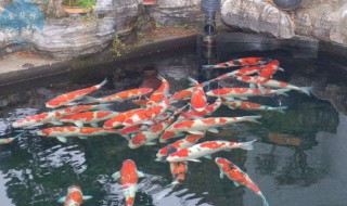 芒种的节气特点（芒种节气特点介绍）