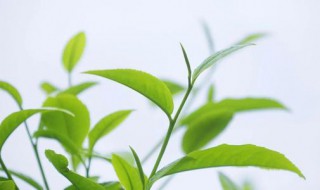 茶树适合在家里养吗 茶树适合在家里种植么