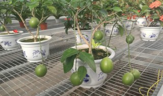 孕妇适合在家养什么植物 孕妇适合在家养什么植物最好