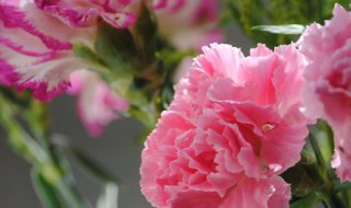 描写花的成语（描写花的词语）