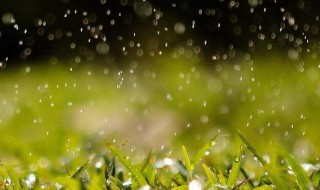 描写春雨的诗句（描写春雨的诗句古诗大全）