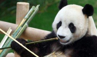 食铁兽是什么动物（食铁兽是什么动物支付宝）