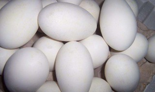 鹅蛋有什么营养 鹅蛋有什么营养?营养成分比鸡蛋高吗?
