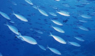 海洋生物资源最丰富的是哪个大洋（海洋生物资源最丰富的海区）
