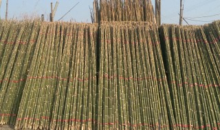 毛竹大棚如何搭建 毛竹大棚搭建视频