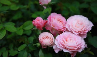 月季花的特点（月季花的特点功效）