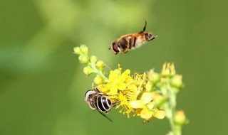 什么气味可以吸引蜜蜂 什么气味可以吸引蜜蜂进屋