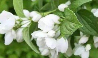 家里为什么不能种茉莉 家里为什么不能种茉莉花树