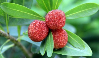 植物分类有哪两类分类系统