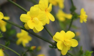 迎春花生长在什么地方（迎春花生长在什么地方?）