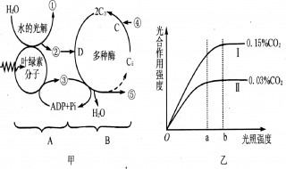 光合作用的文字表达是什么 光合作用的文字表达式是什么