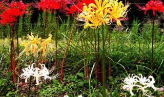 白色彼岸花花语寓意 白色彼岸花又叫什么名字