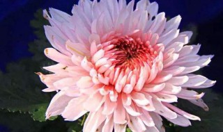 关于菊花的诗句 关于菊花的诗句和象征的品质