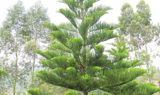 松柏树适合种植什么地方（松柏树种在哪里比较好）