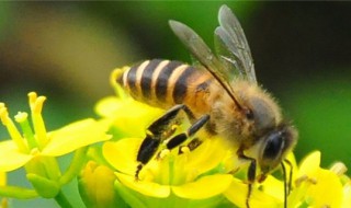 蜜蜂的尾巴有什么作用 蜜蜂的尾巴有什么作用和特点