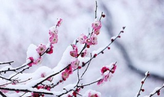 关于雪的优美诗句（关于雪的优美诗句现代诗）