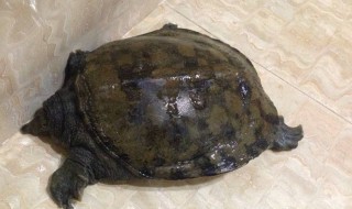 室内甲鱼怎么养 室内怎么养甲鱼苗怎么养