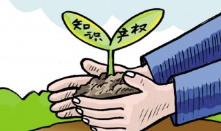 知识产权编号怎么查（知识产权编号怎么查询对应的信息）