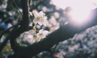 描写春风的诗句 描写春雨的诗句