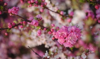 描写春花的诗句（描写春花的诗句 古诗）