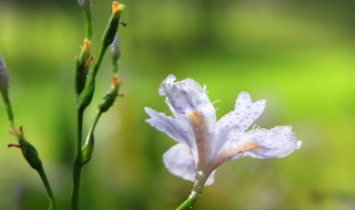 爱丽丝花又叫什么（爱丽丝的花语）